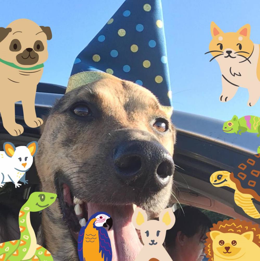 Meet your Posher, Amelia